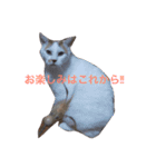 白×茶猫のあさひくん（個別スタンプ：10）