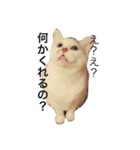 白×茶猫のあさひくん（個別スタンプ：11）
