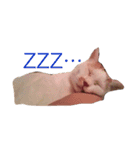 白×茶猫のあさひくん（個別スタンプ：12）