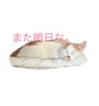 白×茶猫のあさひくん（個別スタンプ：13）