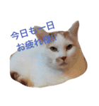 白×茶猫のあさひくん（個別スタンプ：15）