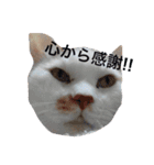 白×茶猫のあさひくん（個別スタンプ：16）