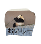 パンダ！！！パンパン！！！（個別スタンプ：3）