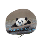 パンダ！！！パンパン！！！（個別スタンプ：4）