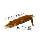 スコティッシュはるまる第5弾～江戸猫編～（個別スタンプ：1）