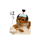 スコティッシュはるまる第5弾～江戸猫編～（個別スタンプ：3）