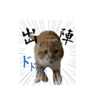 スコティッシュはるまる第5弾～江戸猫編～（個別スタンプ：4）