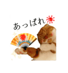スコティッシュはるまる第5弾～江戸猫編～（個別スタンプ：5）