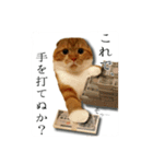 スコティッシュはるまる第5弾～江戸猫編～（個別スタンプ：7）