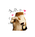スコティッシュはるまる第5弾～江戸猫編～（個別スタンプ：8）