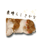 スコティッシュはるまる第5弾～江戸猫編～（個別スタンプ：9）