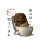 スコティッシュはるまる第5弾～江戸猫編～（個別スタンプ：10）