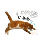 スコティッシュはるまる第5弾～江戸猫編～（個別スタンプ：11）