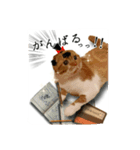 スコティッシュはるまる第5弾～江戸猫編～（個別スタンプ：12）