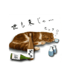 スコティッシュはるまる第5弾～江戸猫編～（個別スタンプ：13）