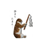 スコティッシュはるまる第5弾～江戸猫編～（個別スタンプ：15）