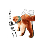 スコティッシュはるまる第5弾～江戸猫編～（個別スタンプ：16）