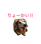 ダックスのこっちゃん（個別スタンプ：3）