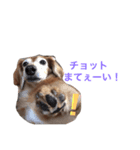 ダックスのこっちゃん（個別スタンプ：6）