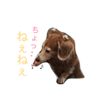 ダックスのこっちゃん（個別スタンプ：8）