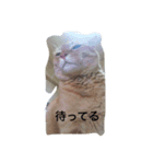kiyochikuん家の猫（個別スタンプ：2）