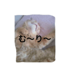kiyochikuん家の猫（個別スタンプ：3）