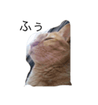 kiyochikuん家の猫（個別スタンプ：4）