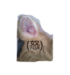 kiyochikuん家の猫（個別スタンプ：7）
