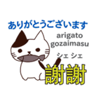 猫の毎日 日本語台湾語（個別スタンプ：13）