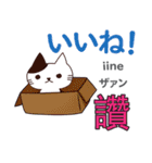 猫の毎日 日本語台湾語（個別スタンプ：21）