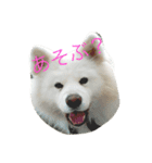 dogcat"（個別スタンプ：1）