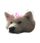 dogcat"（個別スタンプ：2）