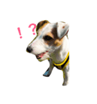 dogcat"（個別スタンプ：3）