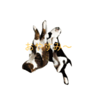 dogcat"（個別スタンプ：4）