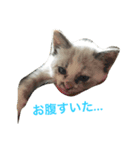 dogcat"（個別スタンプ：5）