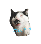 dogcat"（個別スタンプ：6）