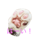 dogcat"（個別スタンプ：7）