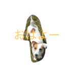 dogcat"（個別スタンプ：8）