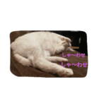 さくらたんの日常（個別スタンプ：3）