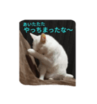 さくらたんの日常（個別スタンプ：4）