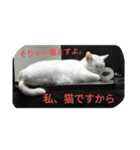 さくらたんの日常（個別スタンプ：6）