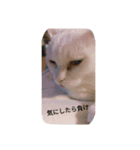 さくらたんの日常（個別スタンプ：7）