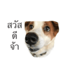 Gaegae and Gaolat（個別スタンプ：1）