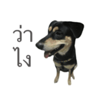 Gaegae and Gaolat（個別スタンプ：13）