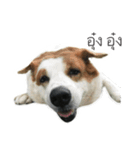 Gaegae and Gaolat（個別スタンプ：14）