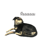 Gaegae and Gaolat（個別スタンプ：16）