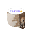 corgi meichan part3（個別スタンプ：1）