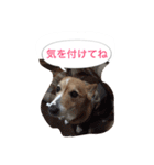 corgi meichan part3（個別スタンプ：2）