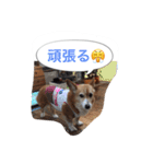 corgi meichan part3（個別スタンプ：4）