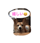 corgi meichan part3（個別スタンプ：5）